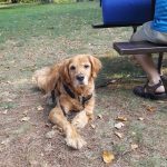 Cute golden retriever sitting next to a picnic table
