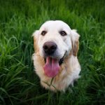 golden retriever in grass needing home remedies for dog allergies