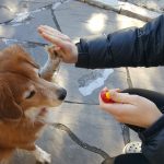 girl training dog using clicker training