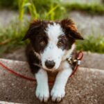cut dog needing natural flea and tick repellent