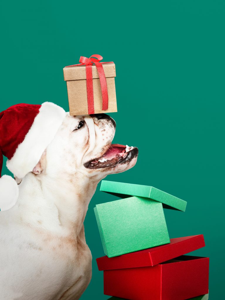boxer balancing Christmas presents for dogs on his nose