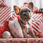 Puppy Christmas Presents in Santa hat