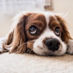 Bored Dog wants owner to learn how to keep dog entertained indoors