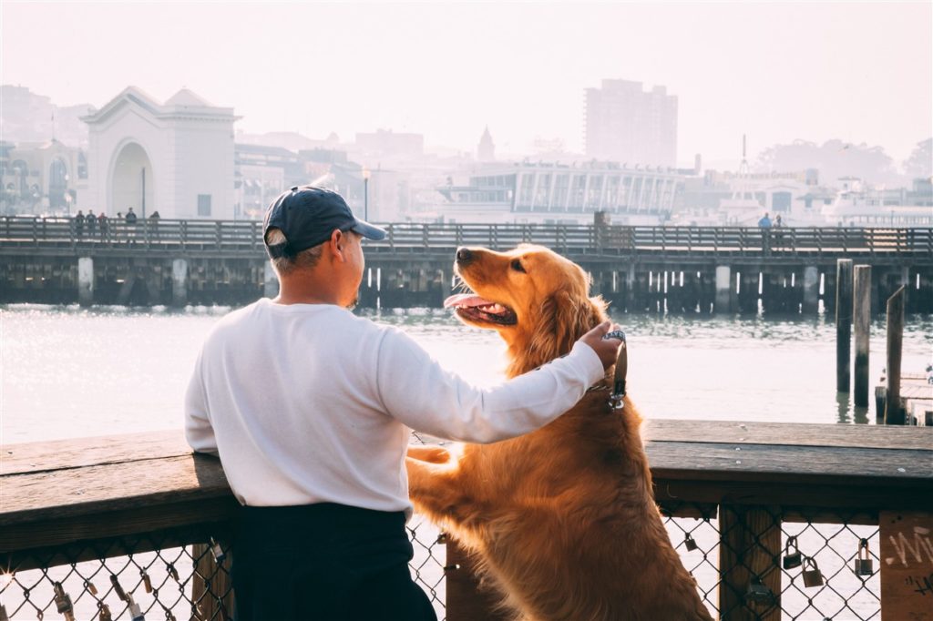 man traveling with dogs in the city