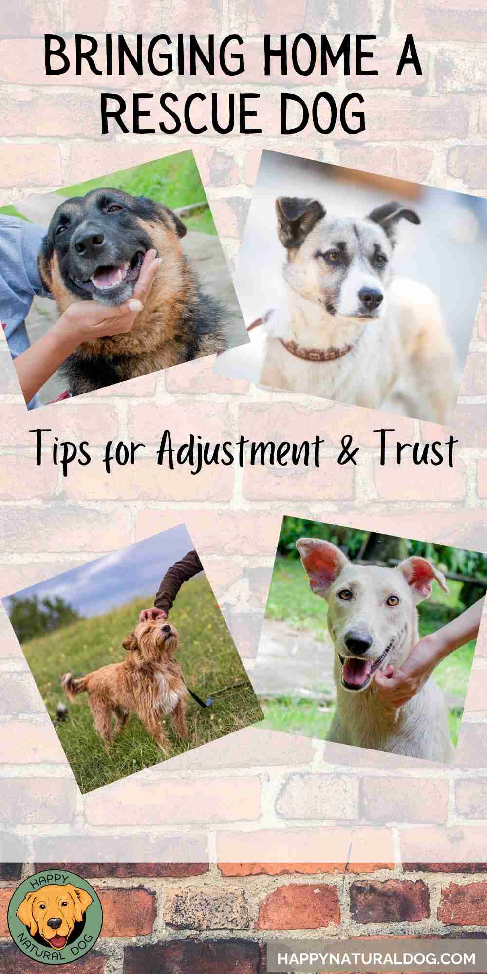 Bringing Home a Rescue Dog 8 critical things you must know