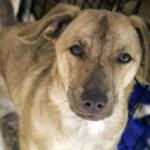Bringing home a rescue dog from a pound