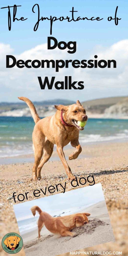 Dog Decompression Walks
