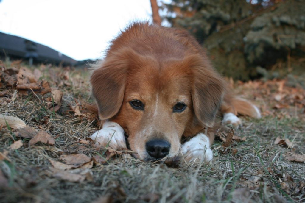 Sad dog with urinary incontinence