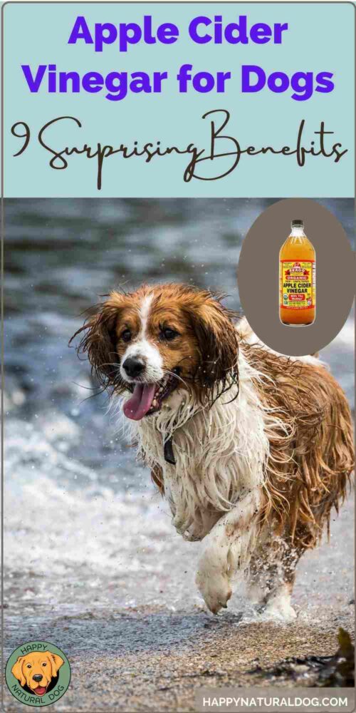 9 Surprising Health Benefits of Apple Cider Vinegar for Dogs