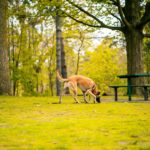 dog decompression walks in park