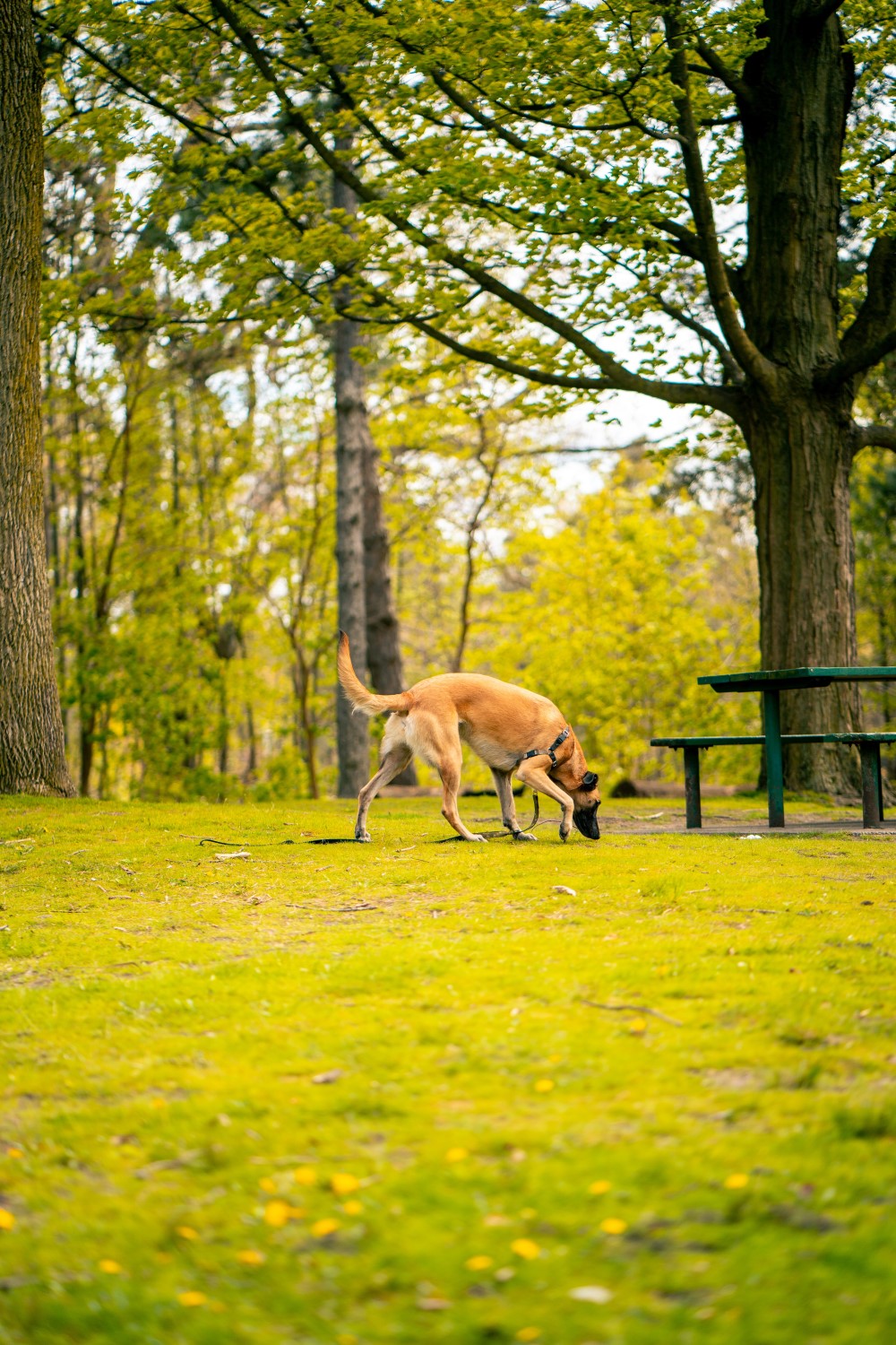 dog decompression walks in park