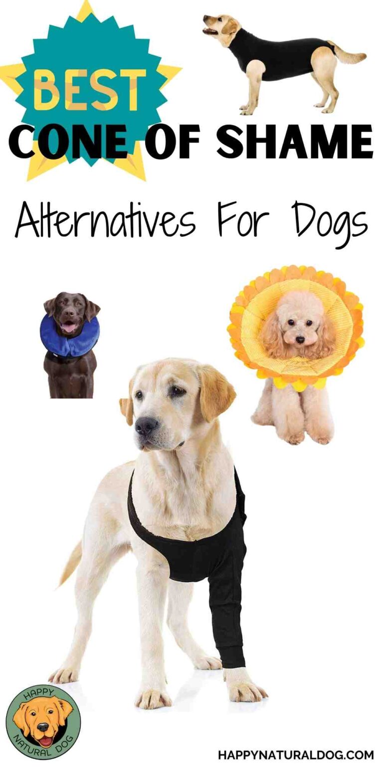 10 BEST Comfortable Cone of Shame Alternatives— That actually Work!