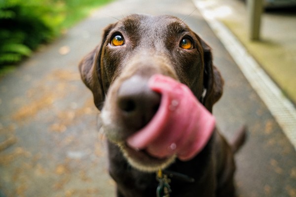 dog licking lips during positive reinforcement dog training