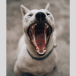 dog needing dog teeth cleaning