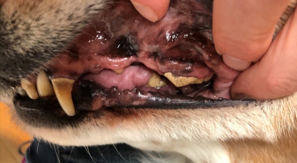picture of dental disease in dogs showing why you need to learn how to brush a dog's teeth that hates being brushed