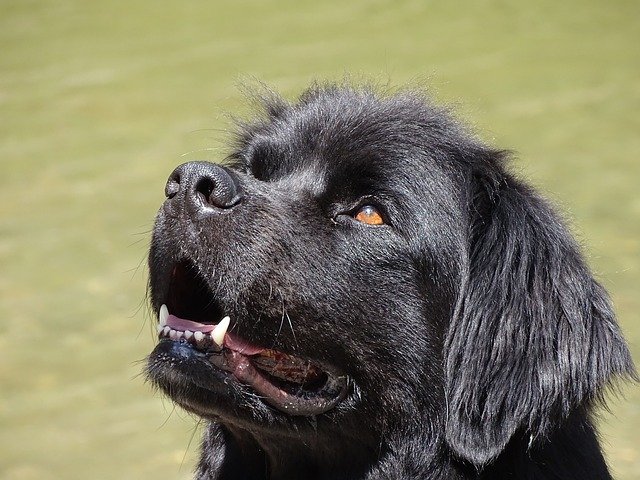 Newfoundland dog with white teeth because owner knew how to brush dog's teeth