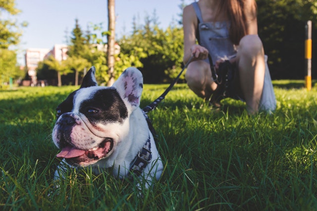 relaxed dog body language