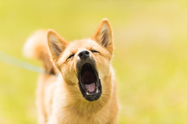 dog showing stress by yawning