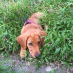 Cute puppy with seasonal allergies peeking through the grass
