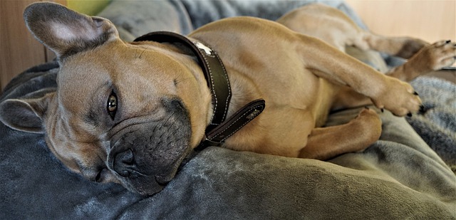 dog that needs immune system boosters for dogs