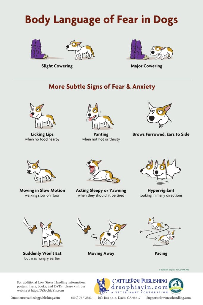 Body Language of Fear in Dogs poster by Dr Sophia Yin