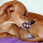 snarling dog resource guarding a bone