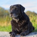 Senior dog with arthritis