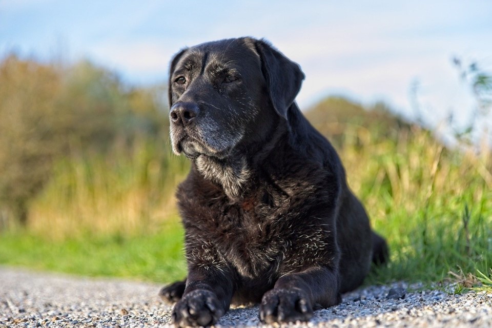 Natural Remedies For Arthritis In Dogs Natural remedies for arthritis in dogs
