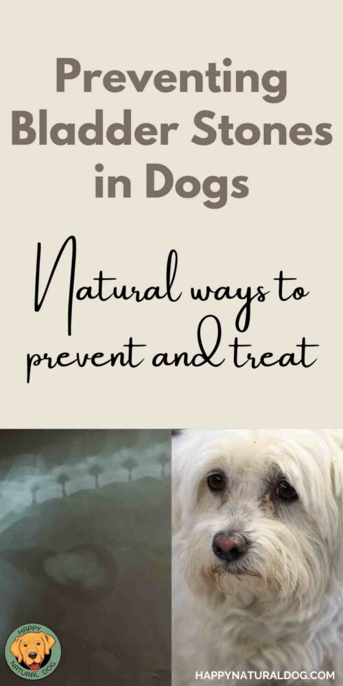 Bladder Stones in Dogs& Home Remedies to Prevent