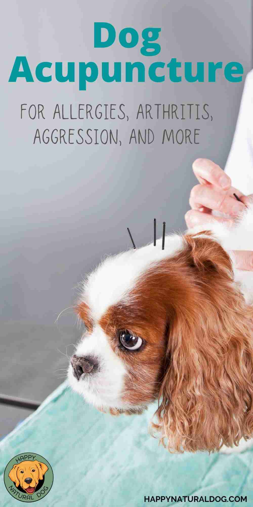 The Diverse Benefits of Acupuncture for Dogs