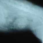 xray of bladder stones in a dog