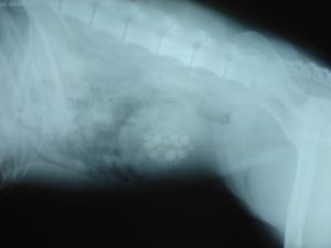 xray of bladder stones in a dog