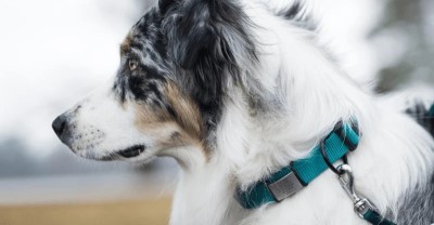 dog wearing Road ID dog tag shown on collar
