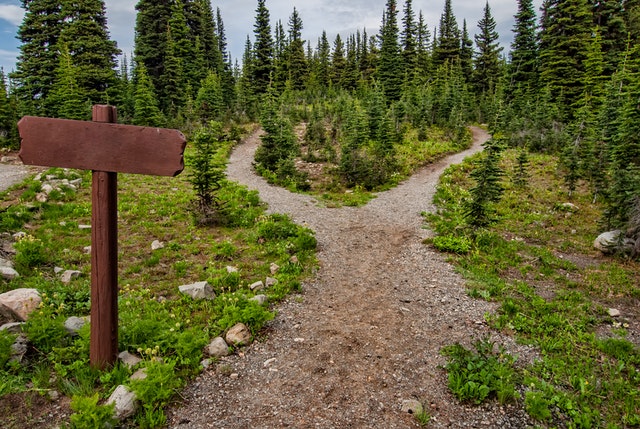 Hiking trail in alpine woods by James Wheeler