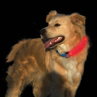 Nite Dawg LED Collar cover on dog