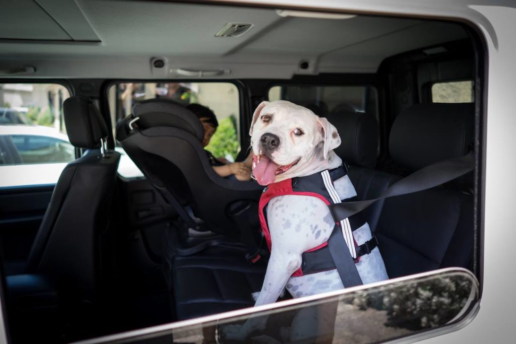 dog in Sleepypod Clickit Restraint Harness in car