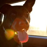 dog in hot car