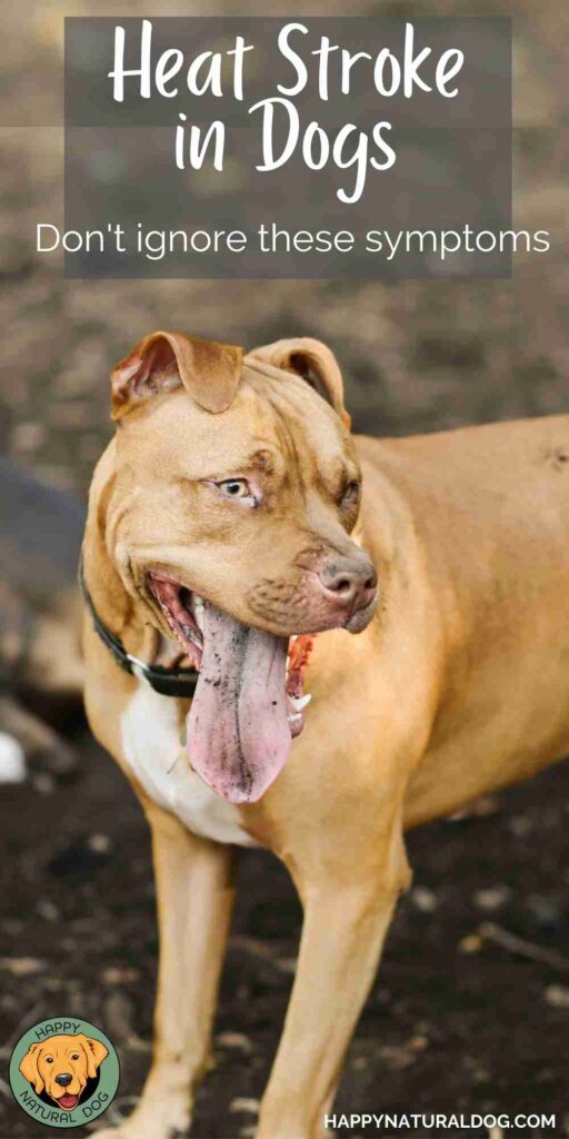 Heat Stroke in Dogs