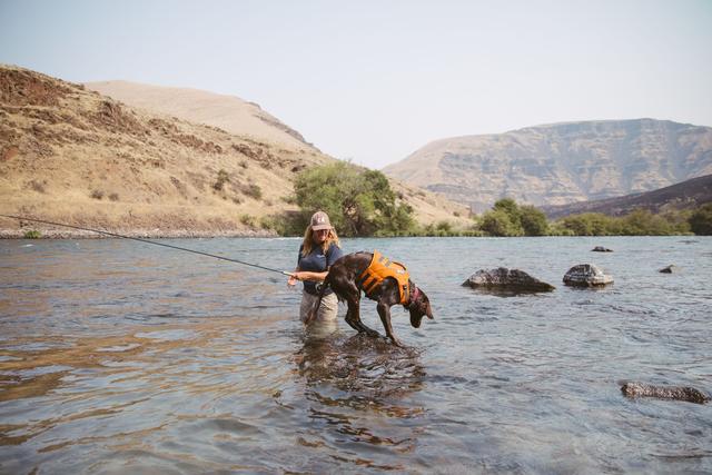 dog wearing life jacket in water