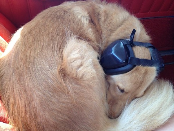 Mutt Muff Dog Headphones