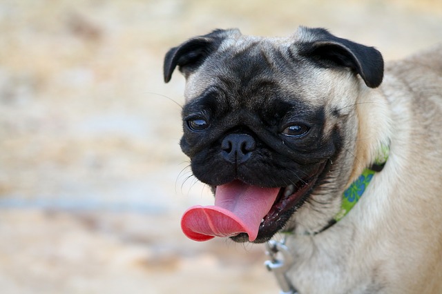 pug (dog) that is panting, one of the symptoms of heatstroke in dogs