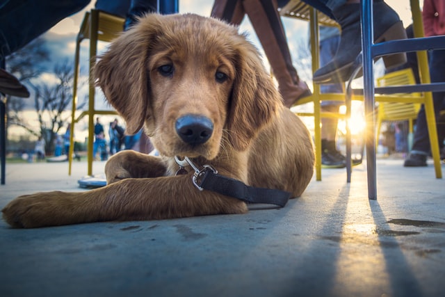 puppy at cafe