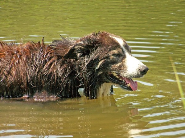 dog cooling off in water, which is one way to reduce symptoms of heatstroke in dogs