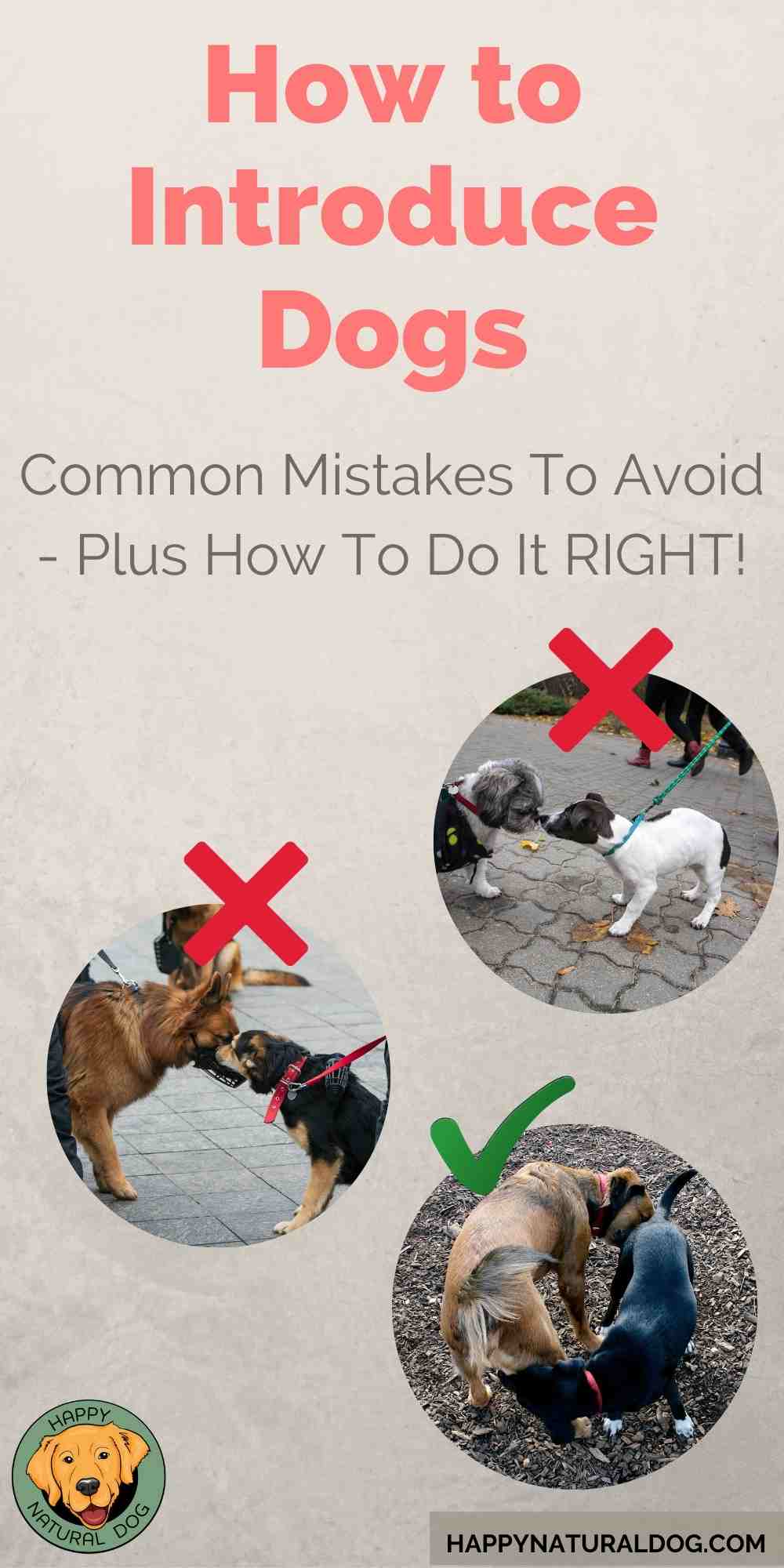 How to Introduce Dogs safely & successfully!