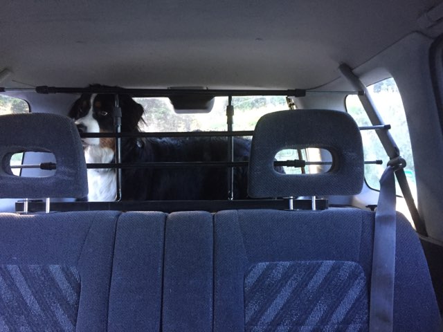 bernese mountain dog looking through car barrier instead of using dog seat belt