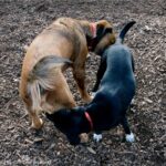 two dogs sniffing nose to butt