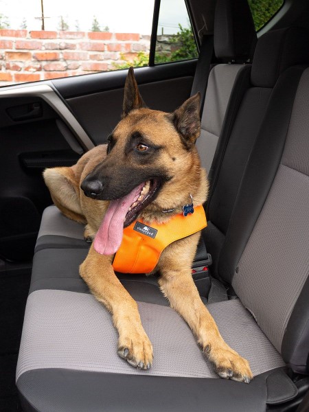 Dog in Sleepypod Clickit Sport Dog Seat Belt
