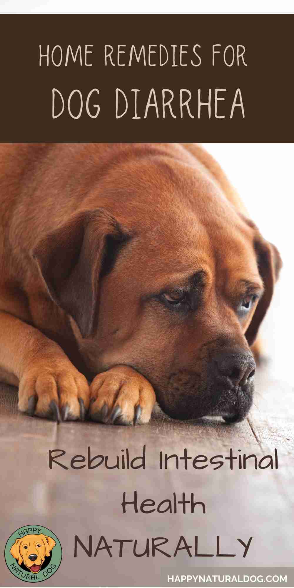 Top Home Remedies For Dog Diarrhea