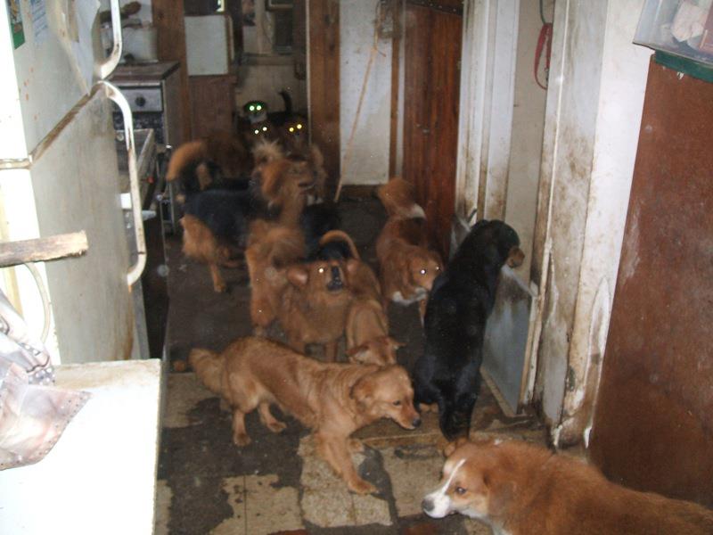 fearful reactive dogs in hoarding house