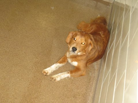 fearful reactive dog in animal shelter
